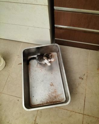 Gattina di due mesi in adozione
