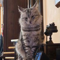 Maine Coon stallone per accoppiamento