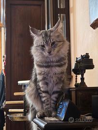 Maine Coon stallone per accoppiamento