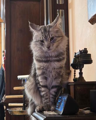 Maine Coon stallone per accoppiamento