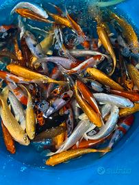 Carpe koi 5-15 cm