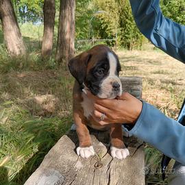 Boxer