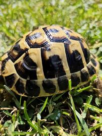 Tartaruga di terra Testudo Hermanni FonteC 32-2020