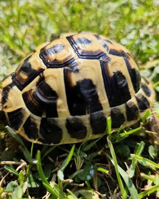 Tartaruga di terra Testudo Hermanni FonteC 32-2020