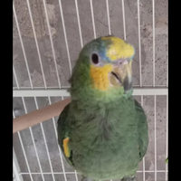 Amazzone fonte Gialla