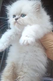Gattini persiani