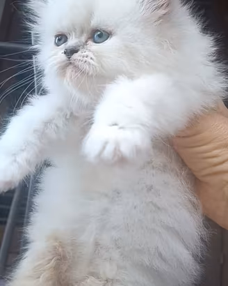 Gattini persiani