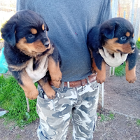 Rottweiler