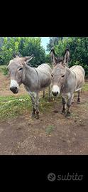 Coppia di asini