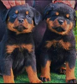 Cuccioli di rottweiler