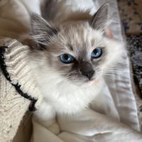Gattini Ragdoll con pedigree