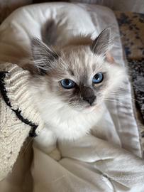 Gattini Ragdoll con pedigree