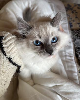 Gattini Ragdoll con pedigree