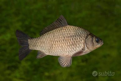 Pesce carassio