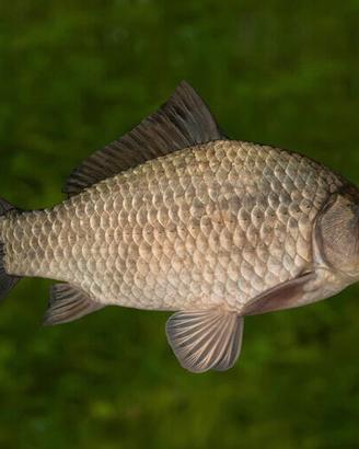 Pesce carassio