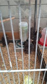 Galline serama pure blu