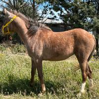 Puledra purosangue orientale doc.aia