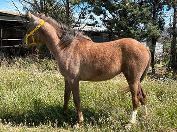 Puledra purosangue orientale doc.aia