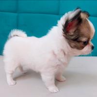 Chihuahua Pelo Lungo