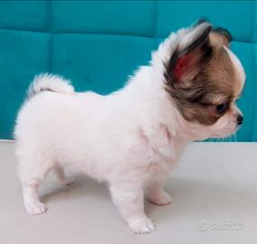 Chihuahua Pelo Lungo