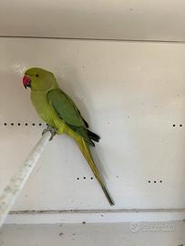 Parrocchetto dal collare