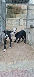 Cuccioli Amstaff 250 a Potenza e Matera Basilicata