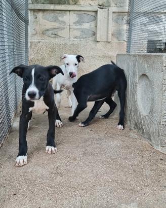 Cuccioli Amstaff 250 a Potenza e Matera Basilicata
