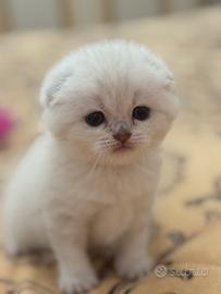 Gattino Scottish fold