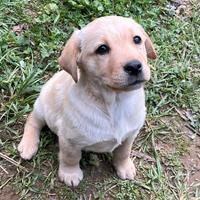 Cuccioli di Labrador