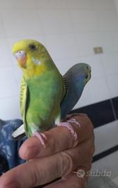 Coppie di cocorite affiatate e particolari