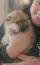 Spitz nano Pomerania