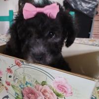 Barboncina figlia di mini Toy silver