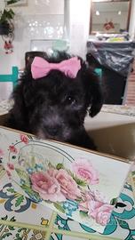 Barboncina figlia di mini Toy silver