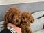 Immagine 11