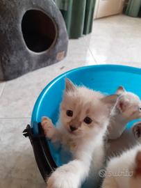 Gattino pelosetto bianco occhi chiari