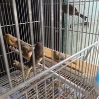 Prezzo pazzo in blocco