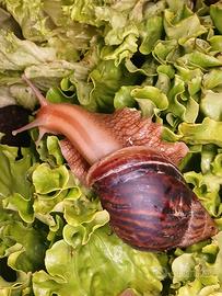 Lumaca gigante africana