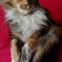 Maine coon