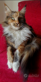 Maine coon