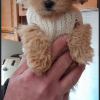 Piccoli maltipoo mini