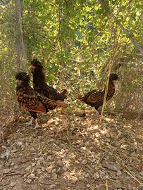 Trio Padovane