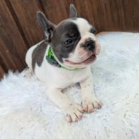 Bulldog francesi blu tan merle