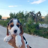 Beagle tricolore