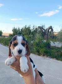 Beagle tricolore