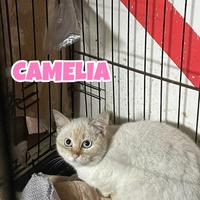 Camelia gatta bianca di 5 mesi