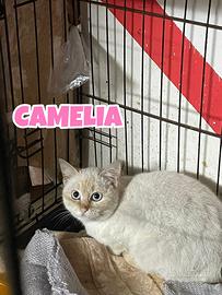 Camelia gatta bianca di 5 mesi