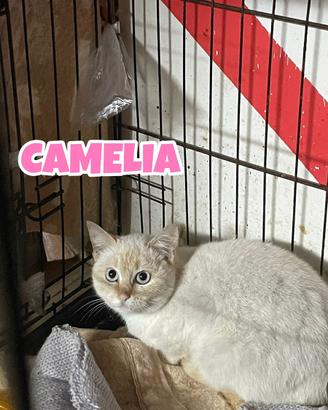 Camelia gatta bianca di 5 mesi