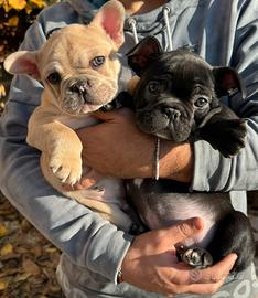 Bulldog Francese