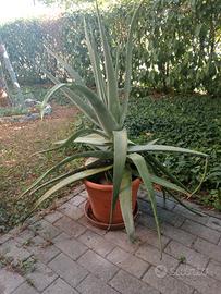 Pianta aloe vera. 
