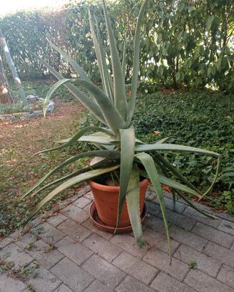 Pianta aloe vera. 